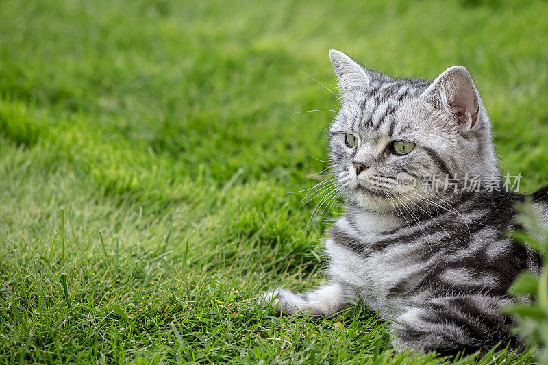 漂亮的英国短毛猫在草坪上