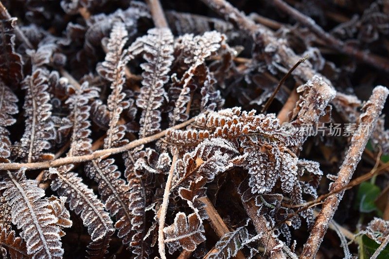 枯萎的蕨类植物叶子边缘装饰着白霜冰-近看。