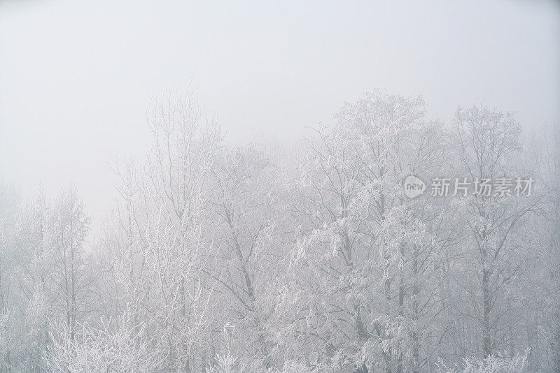 在寒冷的天气里，树木被雪覆盖的冬季城市景观