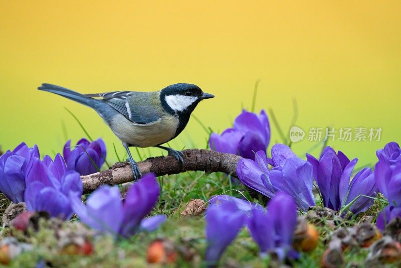 大山雀和番红花