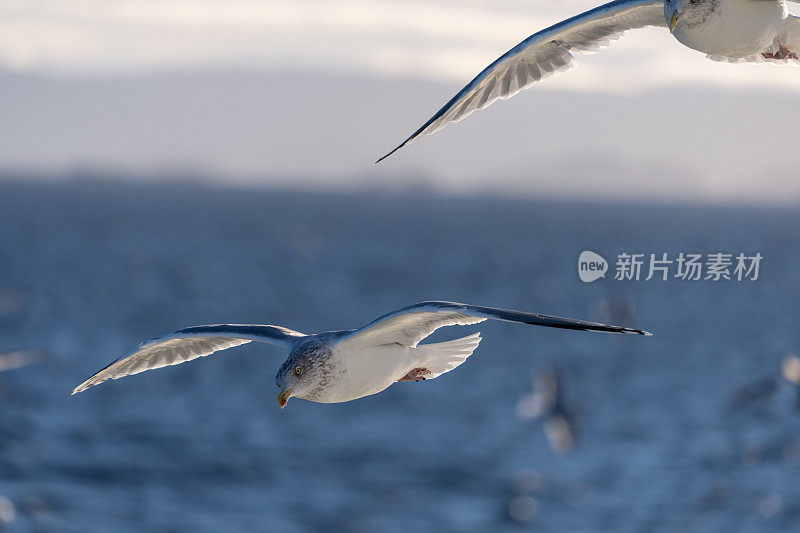 海鸥和鸟类:一艘渔船上的动物行为