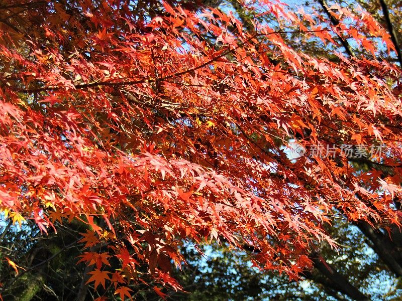 日本11月。秋天的颜色。红红的枫叶在阳光下闪闪发光。