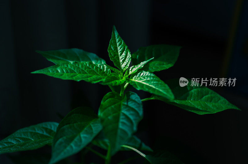 植物幼苗在早晨的阳光下生长缓慢