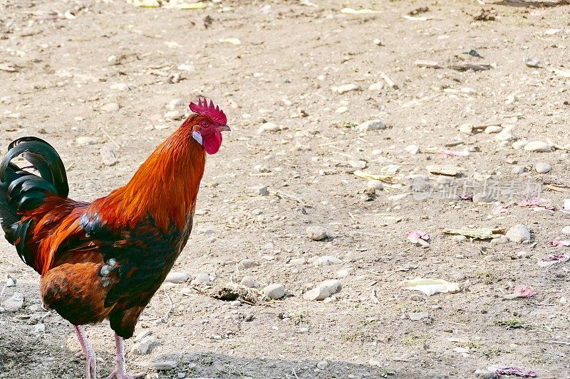 在我们的村庄。真正的巴伐利亚公鸡与红色鸡冠。巴伐利亚,德国。