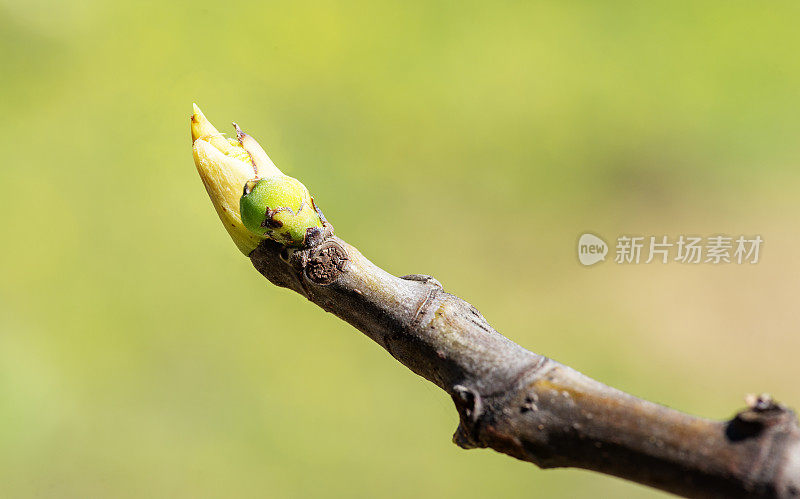 春天无花果树的树枝