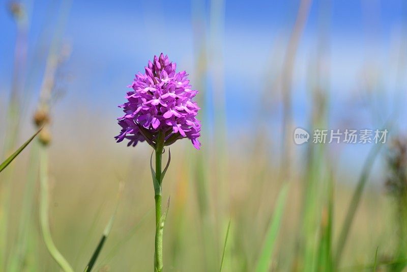 金字塔兰花，泽西岛，英国