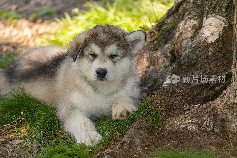 阿拉斯加雪橇犬小狗