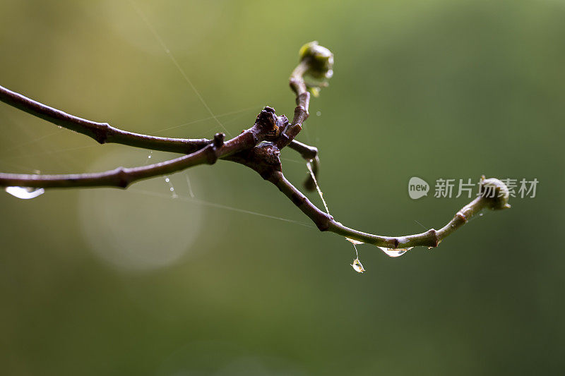 树枝上的雨滴