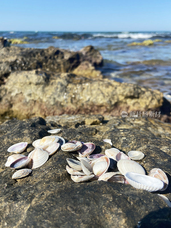 海岸岩石上的贝壳