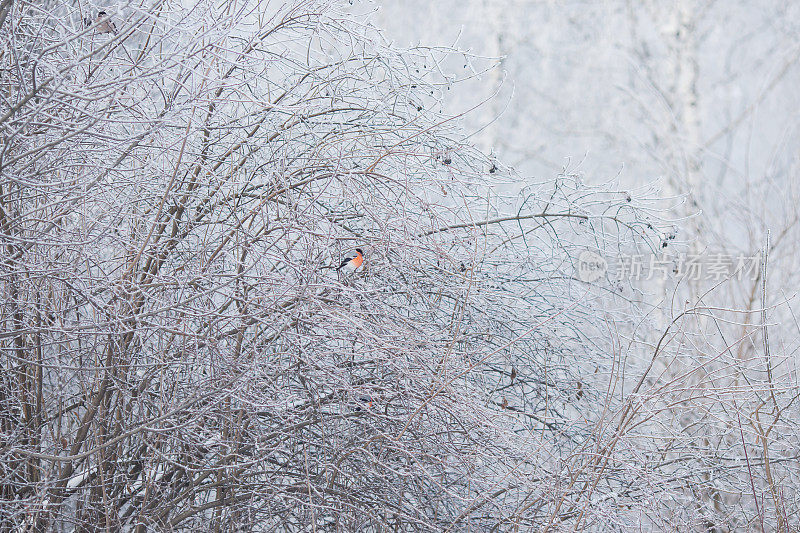 树枝上的红腹烟雀。鸟类。冬季森林。树枝上的雪。自然背景。寒冷的天气。气候。霜