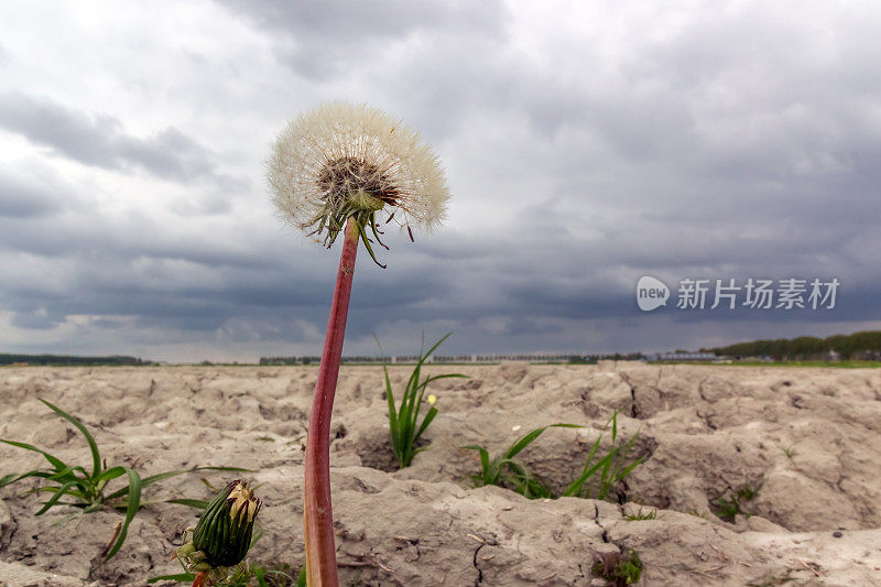 蒲公英种子在干燥的粘土地里