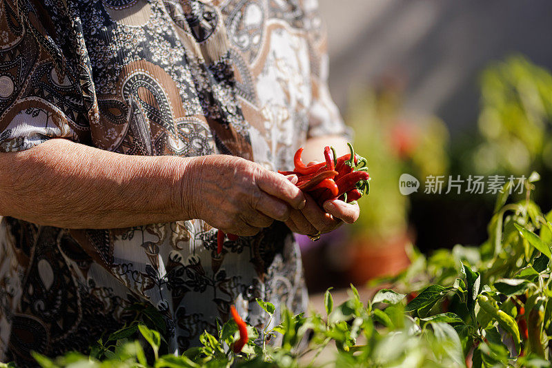 一位妇女在花园里摘辣椒