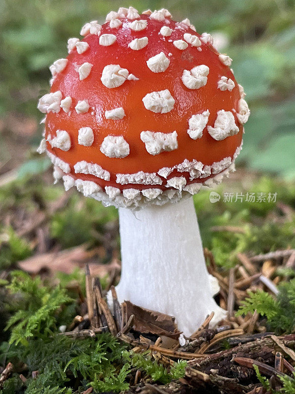 飞AgaricToadstool