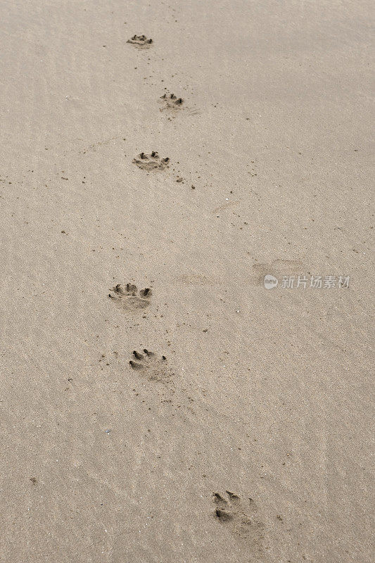 沙子上的爪印