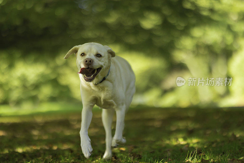 拉布拉多犬在林地中奔跑