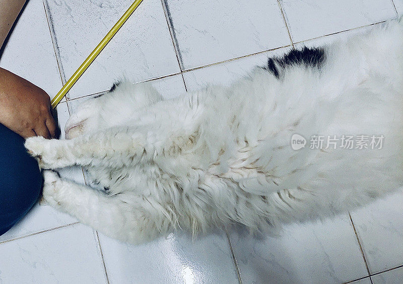 猫睡在地板上