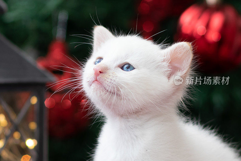蓝色眼睛的白色小猫在绿色的圣诞树前，背景是模糊的红球