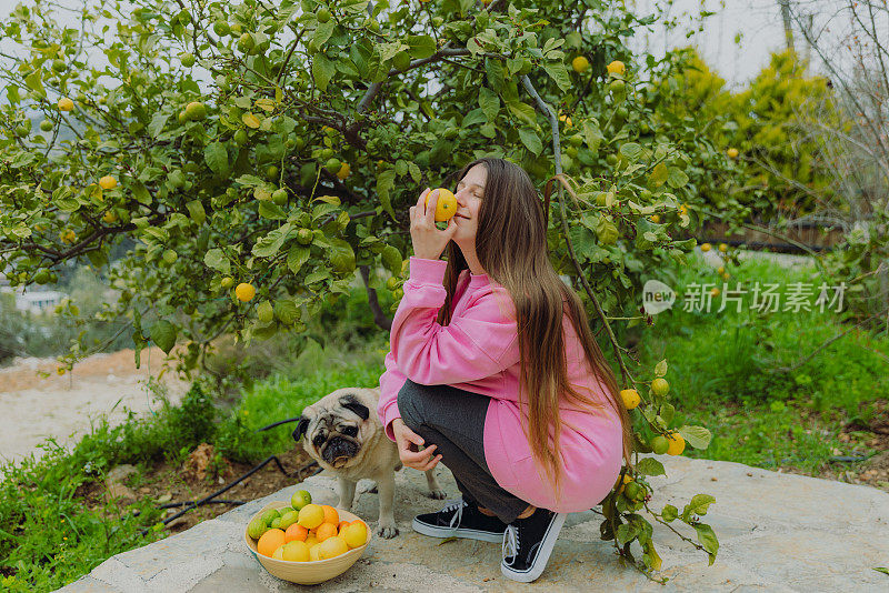 快乐的女人在粉红色的运动衫和狗在花园里收获柑橘类水果在土耳其