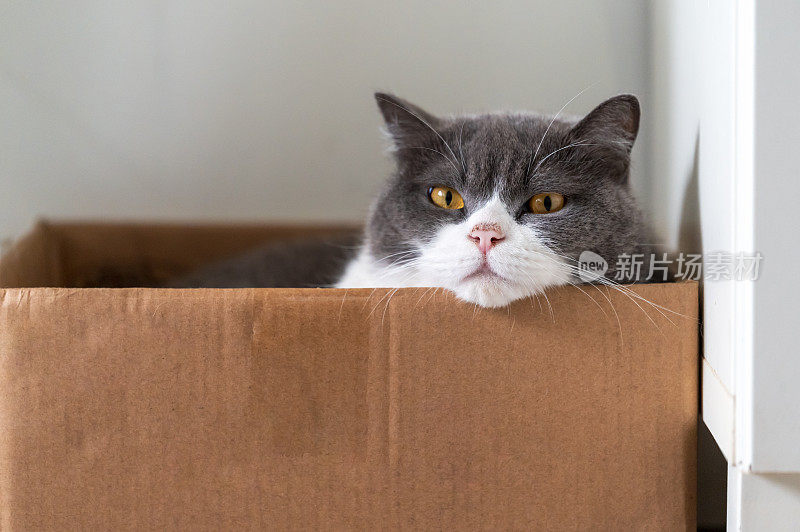 一只英国短毛猫躺在纸板箱里