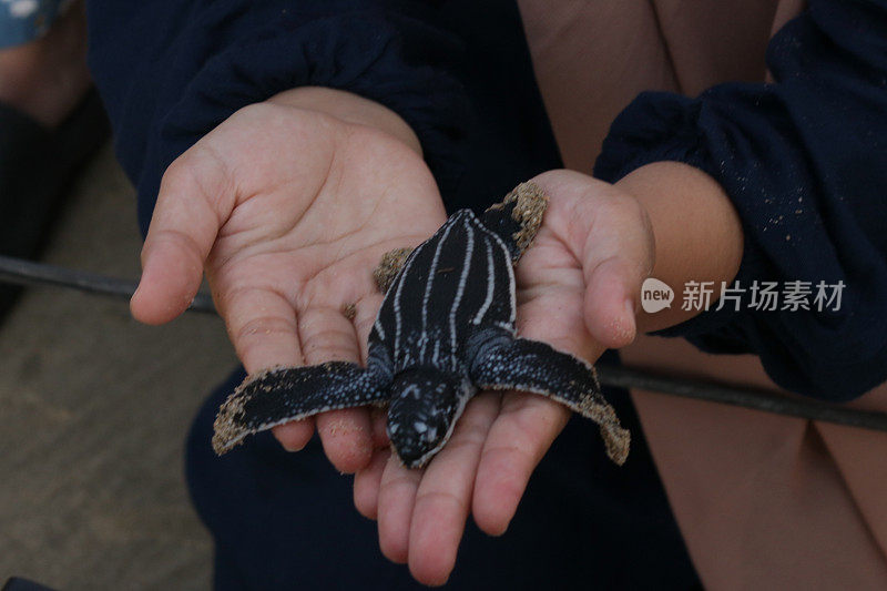在亚齐海滩释放棱皮龟的裁剪图像