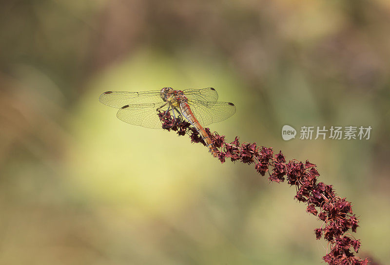 飞镖蜻蜓(黄纹蜻蜓)