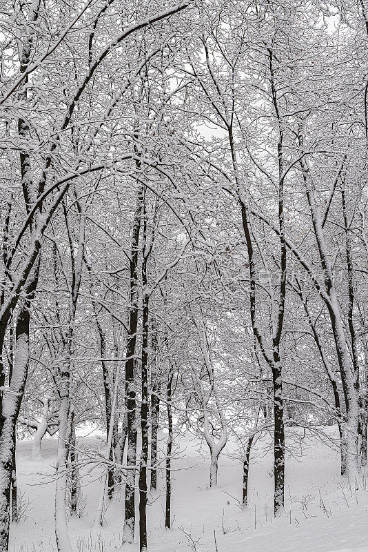 俄罗斯莫斯科地区Khimki的一个空旷的冬季公园，光秃秃的树木被白雪覆盖。