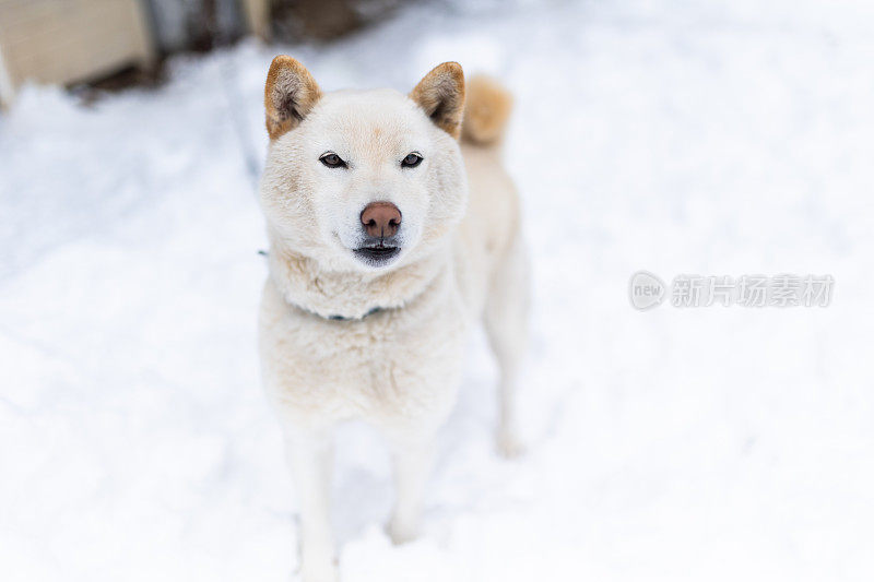 外面雪地里的一只白色柴犬