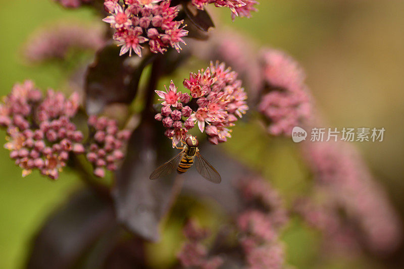 单悬停飞行。