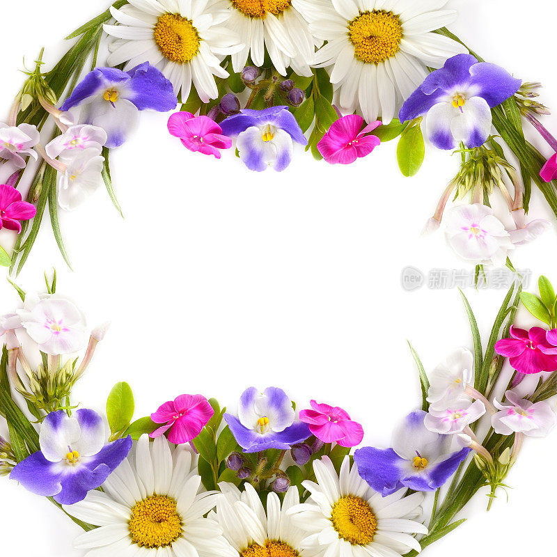 花卉图案的雏菊，夹竹桃，紫罗兰孤立在白色。有文字的空余空间。拼贴画。