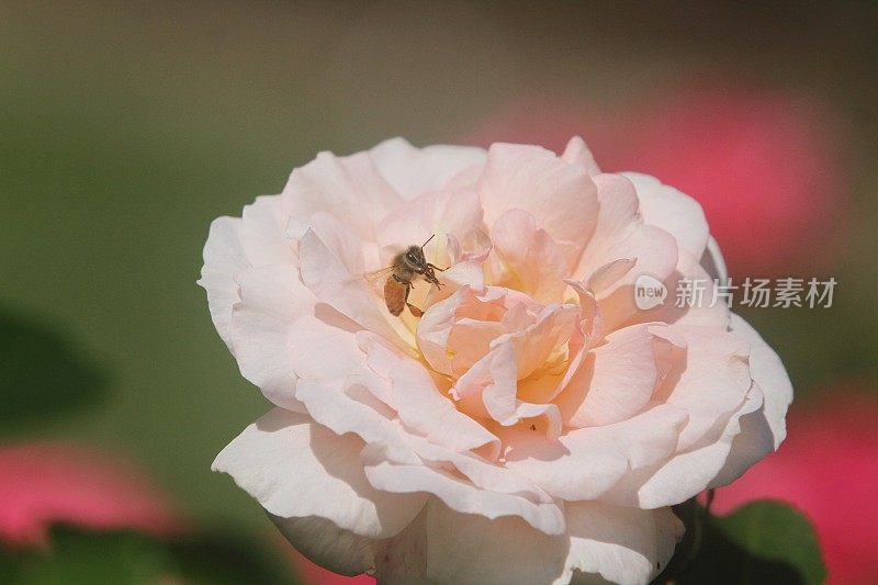 蜜蜂在玫瑰上采集花粉