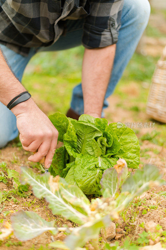 一个不知名男子的手从农场采摘生菜的特写。