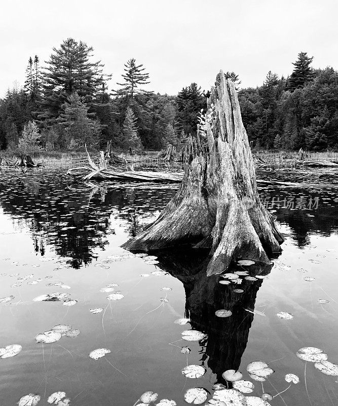 湖尽头的树桩