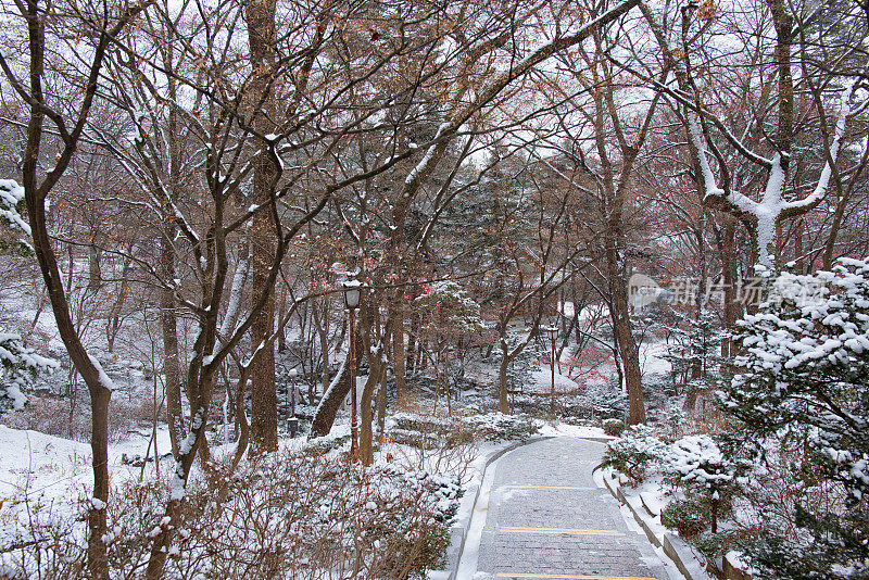 花园里的雪