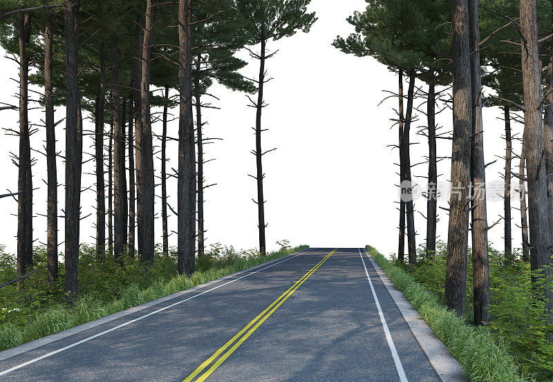 三维渲染道路在松林上的白色背景