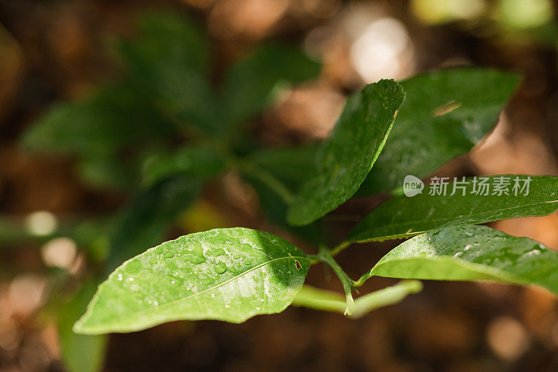 一棵小柠檬树的叶子生长在南佛罗里达的地面上