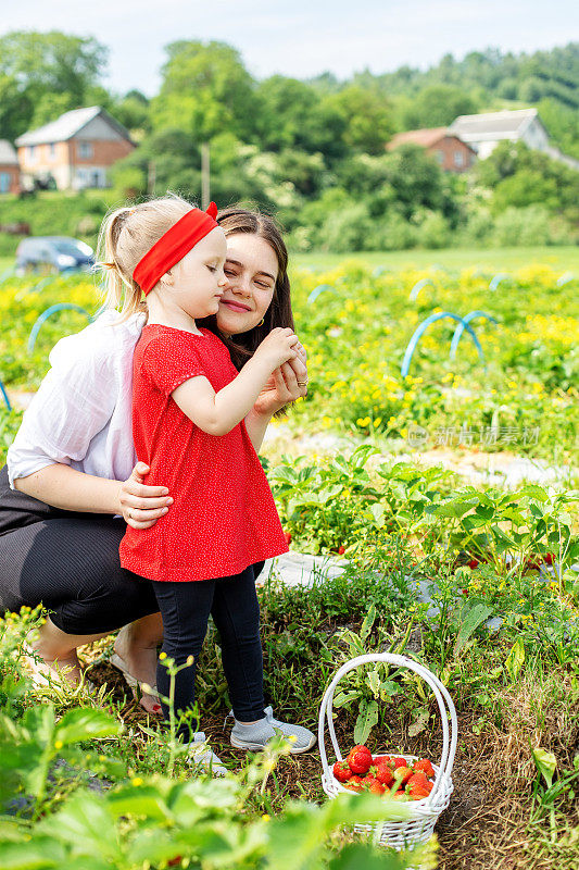 妈妈和孩子在自助采摘农场采摘草莓。收获的概念。自己采摘的农场