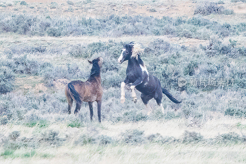 野马或野马饲养和挑战麦卡洛峰附近的科迪，怀俄明州在美国西部，北美