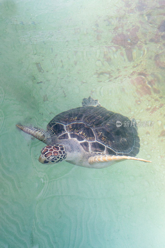 海龟在海滩边游泳