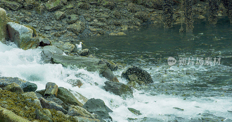 鲑鱼跃上多岩石的河床，顺着激流逆流而上。