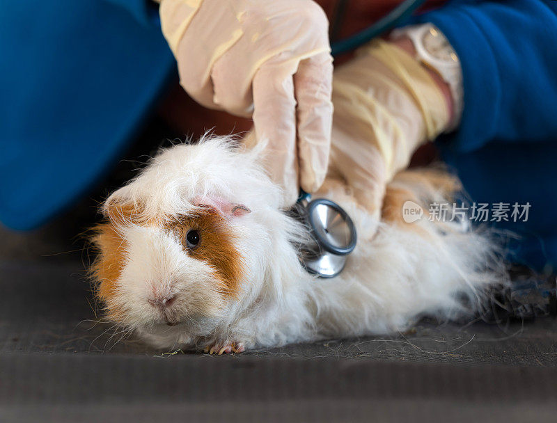 女兽医用听诊器检查豚鼠的手