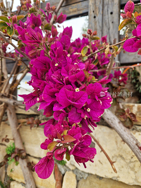 叶子花属特写镜头