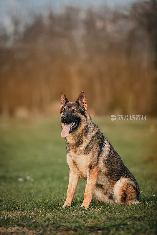 一只漂亮的德国牧羊犬坐在草地上，张着嘴，伸出舌头