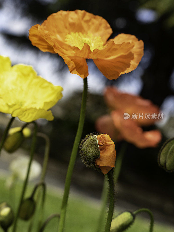 色彩鲜艳的花朵