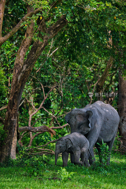 亚洲象妈妈带着孩子