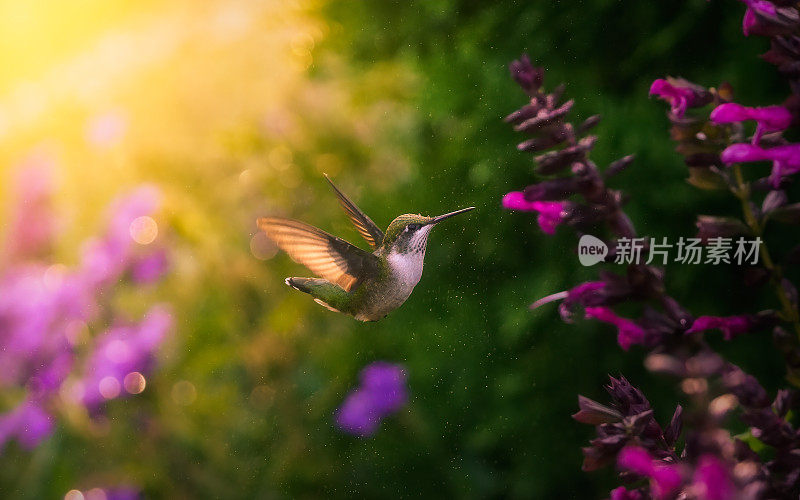 在水里玩耍的蜂鸟