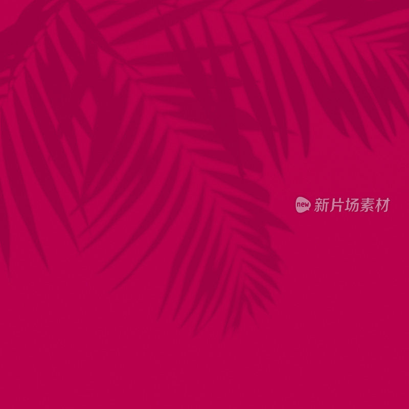 品红抽象背景与棕榈叶阴影