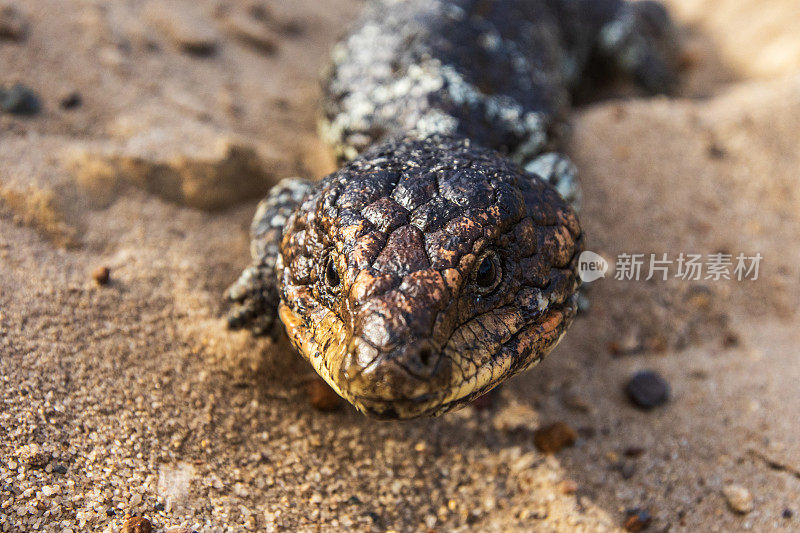 沙漠地区的蓝舌蜥蜴近照