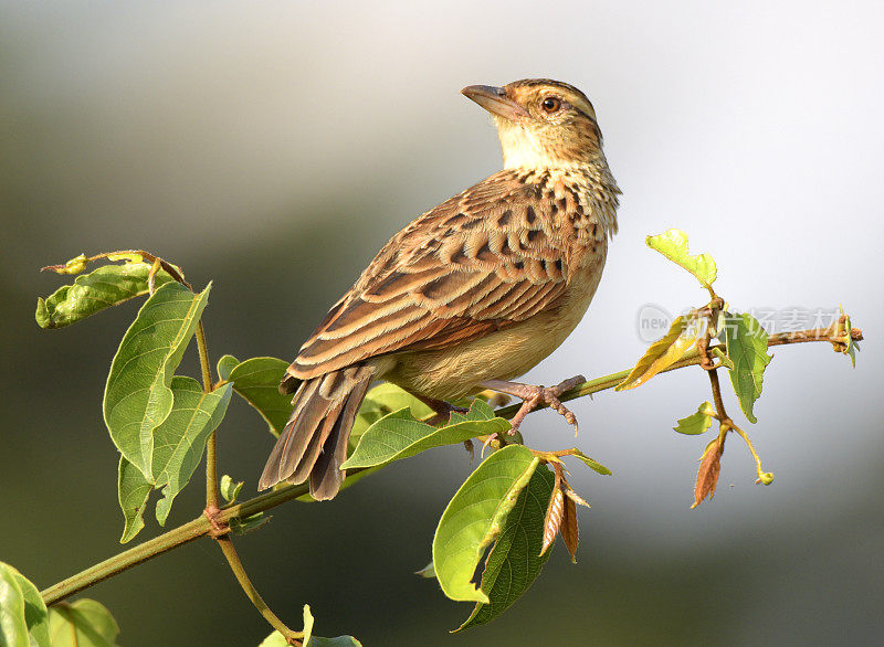 Rufous-naped云雀