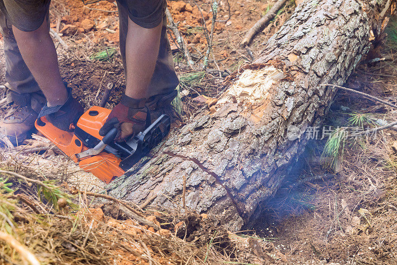 伐木工人用汽油链锯在森林里砍树
