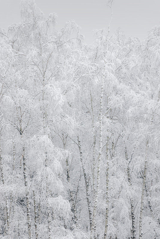 树上的雪